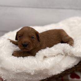 Lola - Red  female Goldendoodle puppy in Kansas City, Kansas from Bella & Ivy’s Mini Goldendoodles of KC