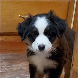 Outono - Black tri male Miniature Australian Shepherd puppy in Findlay, Ohio from RStar Aussies