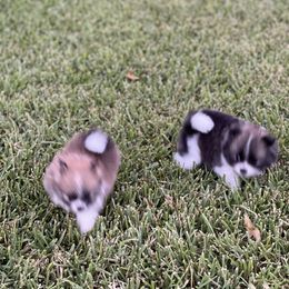 Pomeranian Puppies from Stardust Poms