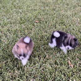 Pomeranian Puppies from Stardust Poms