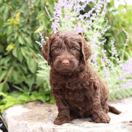Red - Chocolate female Australian Labradoodle puppy in Williamstown, New York from Lewis Manor Labradoodles