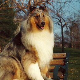 Collies from Decor's Collies