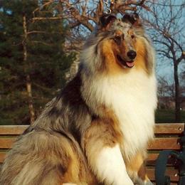 Collies from Decor's Collies