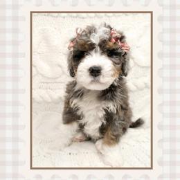 Clara - Merle female Bernedoodle puppy in Bowling Green, Ohio from Windy Creek Doodles