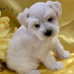 Dolly - Wheaten female Miniature Schnauzer puppy in San Augustine, Texas from My Little Schnauzer Pals