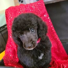 Poodle Puppies from My Buddies Puppies