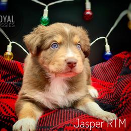 Jasper - Red tri-color male Australian Shepherd puppy in Petersburg, Indiana from Royal Aussie’s