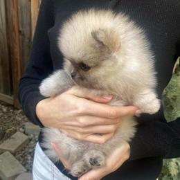 Charmer - Wolf sable male Pomeranian puppy in Citrus Heights, California from Yev and Marina's Pomeranians (AKC)