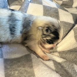Paris - Blue merle female Pomeranian puppy in Waterloo, Indiana from Garcias Pomeranian