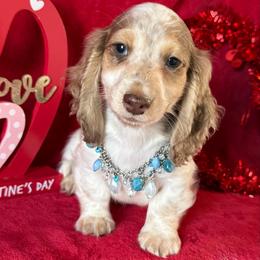 Denim - Chocolate and cream male Dachshund puppy in Lincoln, Arkansas from Red Dirt Dachshunds