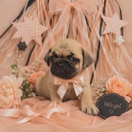 Apricot Girl - Fawn female Pug puppy in Tulsa, Oklahoma from Locust Creek Pugs & Japanese Chin's
