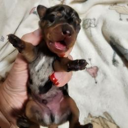 Burgundy, collar - Dapple male Dachshund puppy in Apache Junction, Arizona from Shaw Dachshunds