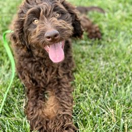 Yoda - Phantom male Bernedoodle puppy in Salem, Utah from Doodle Doodle Dogs