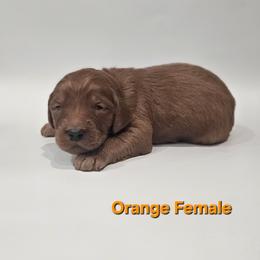 Beryl - Red  female Goldendoodle puppy in Mocksville, North Carolina from Hunting Creek Farm & Kennel