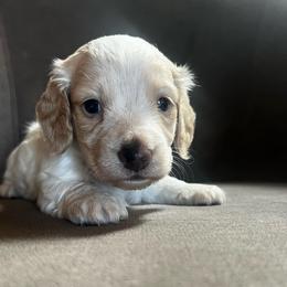 Firefly - Piebald male Dachshund puppy in Highland, California from BAES Teufelshunde