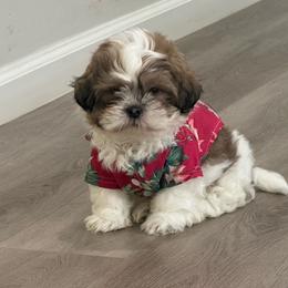 Twin - Chocolate and tan male Shih Tzu puppy in Fredericksburg, Virginia from Shih Tzu Virginia