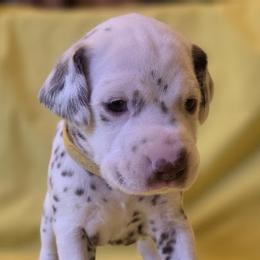 Yellow Girl (Liver) - White and liver brown female Dalmatian puppy in Spring Branch, Texas from D'vine Dalmatians