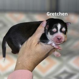 Gretchen - Black and white female Pomsky puppy in Fredericksburg, Virginia from Purely Pomskies
