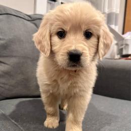 8th Girl - Light golden female Golden Retriever puppy in Decatur, Indiana from Sporting Ridge K9’s