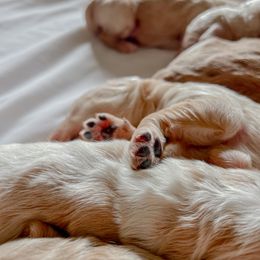 Goldendoodle Puppies from Northern California Doodles & Poodles