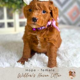 Hope - Red  female Goldendoodle puppy in Atlanta, Georgia from Teddy Puppies