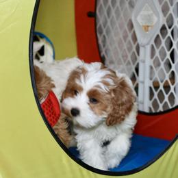 Bernedoodle and Cavapoo Puppies from Lawler’s Legacy Litters