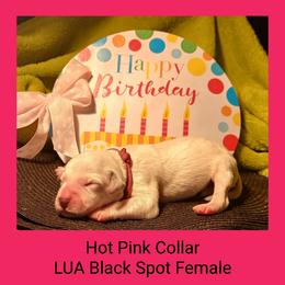 3 black spotted females - White and black female Dalmatian puppy in Perry, Michigan from Mid-Michigan Dalmatians