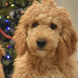 Goldendoodles from Cozy Cove Goldendoodles