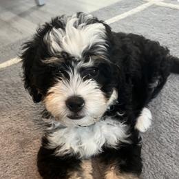 Bernedoodle Puppies from Colorful-K9'S