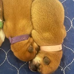 Cleo - pink collar - Red female Shiba Inu puppy in Inverness, Florida from Shore Thing Shiba’s