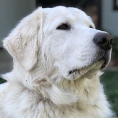 Sammie - Maremma Sheepdog