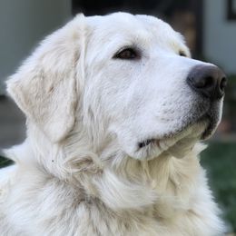 Sammie - Maremma Sheepdog