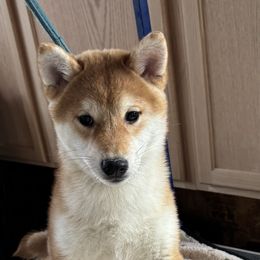 Girl 1 - Red Shiba Inu puppy in Winthrop, Minnesota from Kayobi Shibas