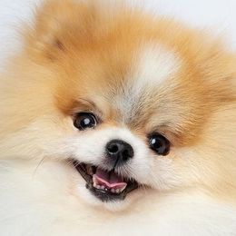 Pomeranians from ColorMe Pomeranians