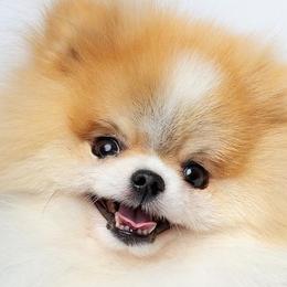 Pomeranians from ColorMe Pomeranians
