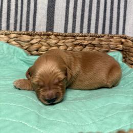 Naomi - Dark golden female Golden Retriever puppy in Sandy, Oregon from Treasured K-9s