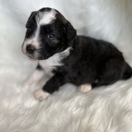 Aussiedoodle Puppies from Soap Creek Kennels