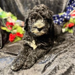Jelly - Black and white female Bernedoodle puppy in Rockville, Minnesota from Bracha Poodles & Doodles