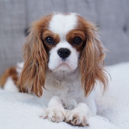 Indy - Cavalier King Charles Spaniel