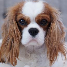Indy - Cavalier King Charles Spaniel