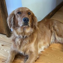 Posey - Golden Retriever