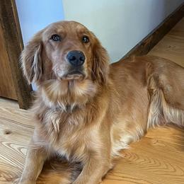 Posey - Golden Retriever