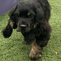 Catahoula Leopard Dog and Cocker Spaniel Puppies from Rich Cat’s