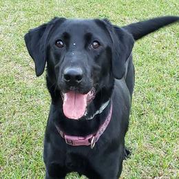 Labrador Retriever All Grown Up from A Lucky Pup / Isenmann Retrievers