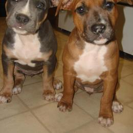 "Our very first litter! " American Pit Bull Terrier Puppies from BlueRose Kennel