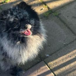 Gigi - Blue merle female Pomeranian puppy in Stockton, California from lunas_poms