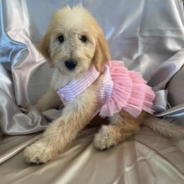 Goldendoodle, Poodle, and Sheepadoodle Puppies from Rising Star Kennels