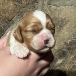 Blenheim boy with blaze - Blenheim male Cavalier King Charles Spaniel puppy in Graysville, Tennessee from Country Goldens and Mountain Top Cavaliers