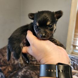 Shadow - Black and tan male Chihuahua puppy in Bethlehem, Pennsylvania from Steel City Exotics