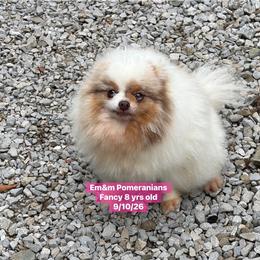 Fancy will be spayed - Chocolate merle female Pomeranian puppy in Kentucky from Em&M Pomeranians